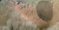 Black Spots on Dog's Skin