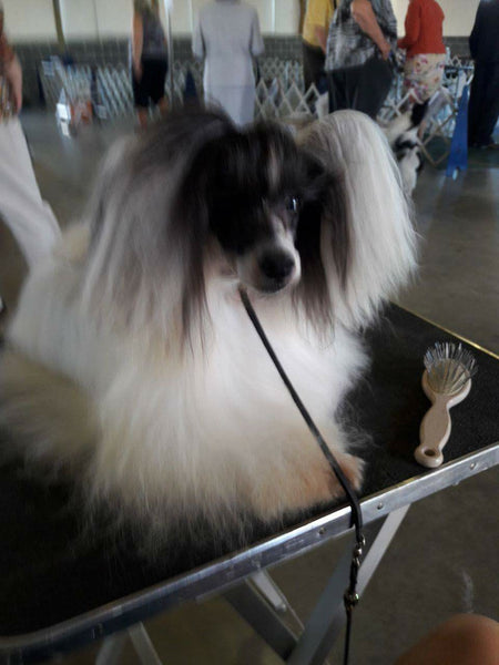 Best white dog shampoo hot sale