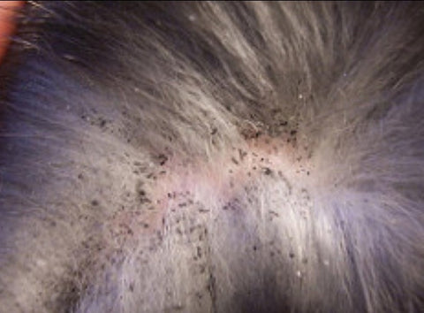 Famous Mites B Gone - Famous Skin Care
