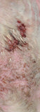 Famous Mites B Gone - Famous Skin Care