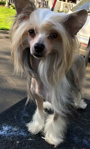 Dog hair growth shampoo deals