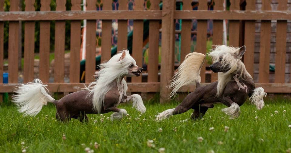 Chinese Crested Common Skin Issues