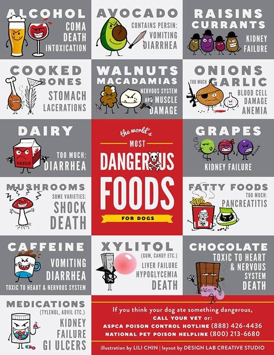 Dangerous Food for your dog