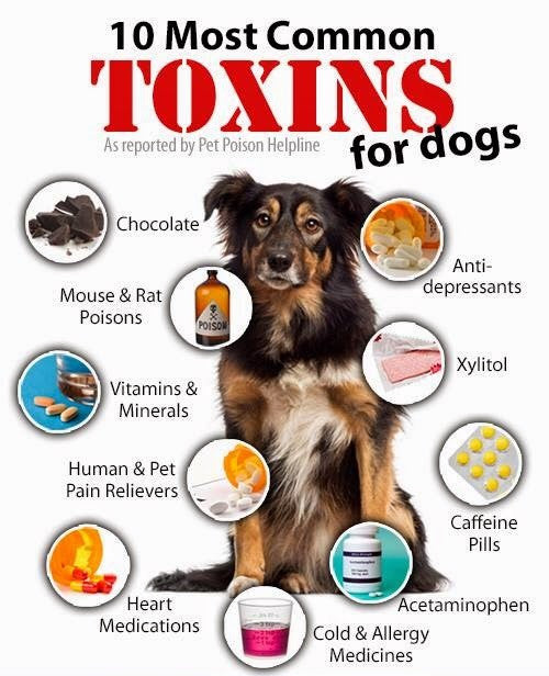 Top Dog Poisons