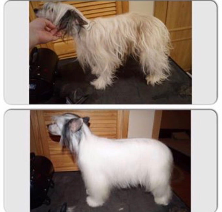 Famous Snow White Shampoo Famous Skin Care