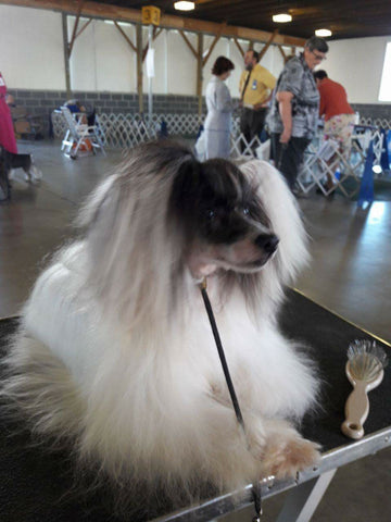 Famous Snow White Shampoo Famous Skin Care